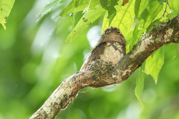 Blyth's Frogmouth (Batrachostomus affinis) bird.