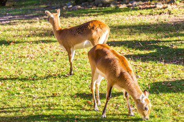 Litschi-Moorantilopen