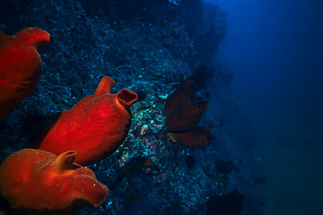 ascidia purple underwater photo coral reef