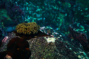 Fototapeta premium colony of sea anemones under water corals