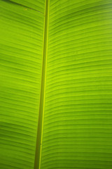 Fern leaves in the tropics