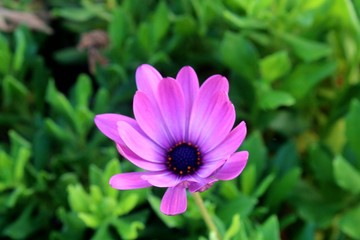 Obraz premium Lilafarbene mediterane Sommerblume