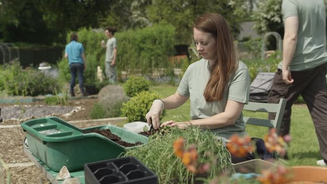  Woman planting seedlings in community garden