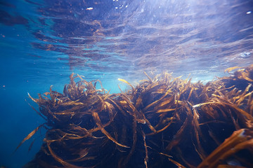 Naklejka na ściany i meble laminaria sea kale underwater photo ocean reef salt water