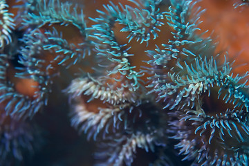 Naklejka na ściany i meble colony of sea anemones under water corals