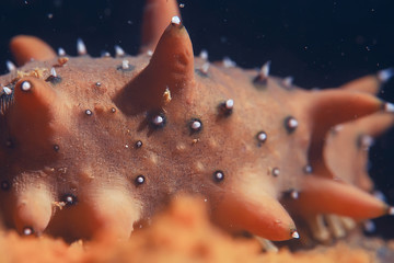 trepang molluscum underwater photo