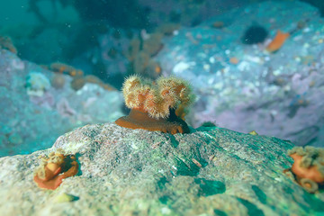colony of sea anemones under water corals
