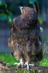Adler