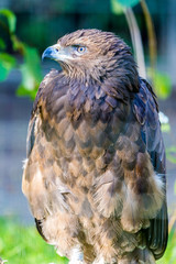 Adler