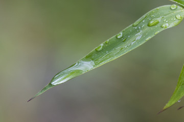 Rain drops on a bamboo leaf.