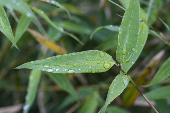 Rain drops on a bamboo leaf.