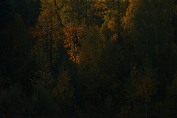 Autumn forest with multicolored foliage
