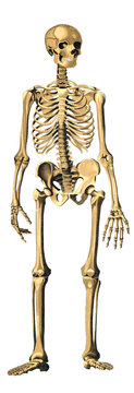 Human Skeleton
