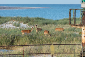 wild am meer