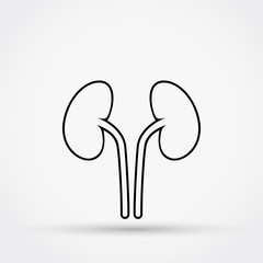 Outline kidneys vector icon.