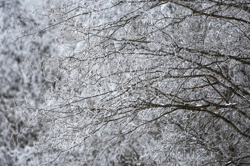 Fototapeta premium Snow-covered winter russian forest