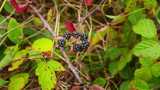 wild blackberries