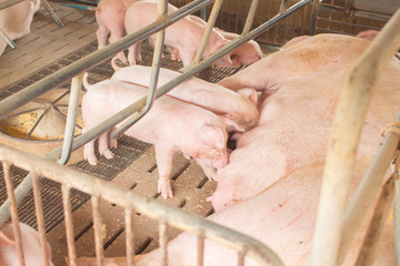  pig  In the village, waiting to eat food in the country,