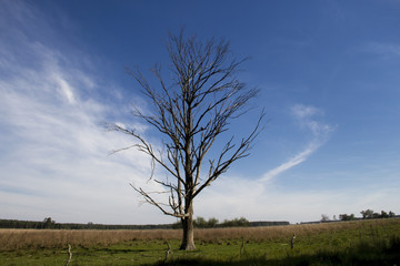 Fototapeta na wymiar solitary dead tree in the plain field
