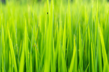 Fototapeta na wymiar green rice leaf and small bug background