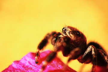 Large spider in the wild