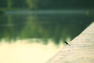 water bank bird nature background