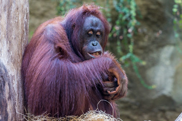 Orang-Utan