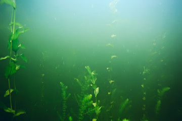 Naklejka na ściany i meble green grass underwater