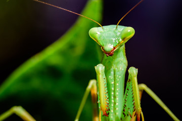 Praying Mantis