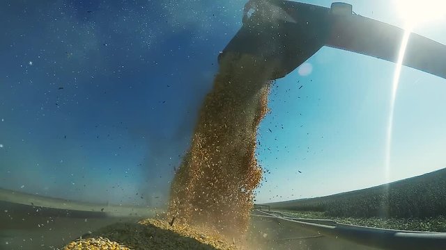 Corn Harvest Unload into Semi Trailer
