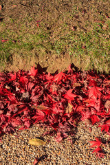 Autumn Leaves