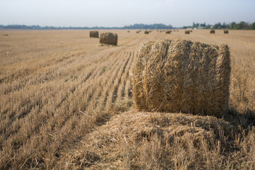 round bales of hay on a beveled field