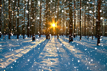winter rural landscape with forest, sun and snow.