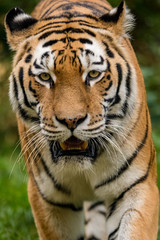 Fototapeta na wymiar Porträt eines Tigers der auf die Kamera zuläuft
