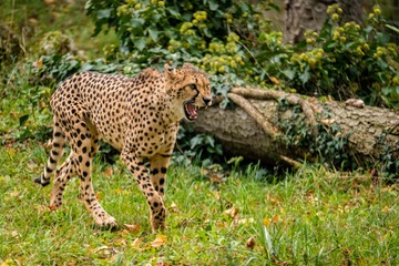 Gepard läuft und pfaucht © Johannes Aßlaber