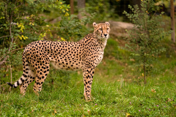 Gepard steht in der Wiese