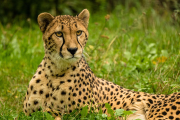 Gepard liegt in der Wiese © Johannes Aßlaber