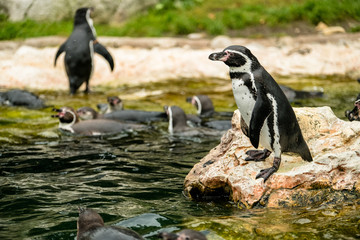 Pinguin steht auf Felsen