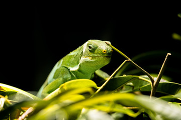 Gebänderter Fidschi-Leguan (Brachylophus fasciatus)