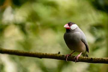 Reisfink (Padda oryzivora)