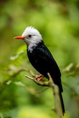 Schwarzer Vogelmit weißem Kopf und orangem Schnabel Weißkopf-Schwarzbülbül (Hypsipetes leucocephalus)