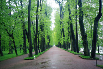 Fototapeta premium Alley in spring park green trees