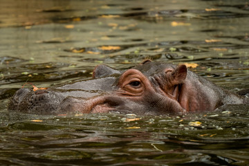 Flusspferd unter Wasser