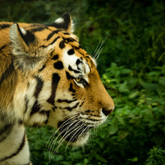 Seitenansicht eines Tigers