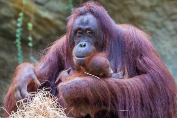 Orang-Utan mit Baby