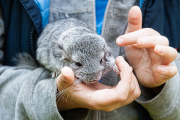 Naklejka premium The small gray chinchilla sits in the hands of child