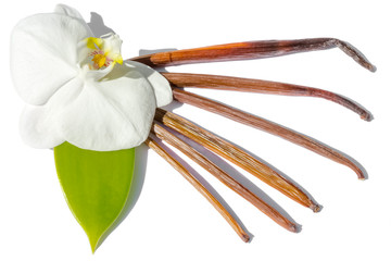 orchidée et gousses mûres de vanille 