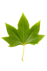 Fototapeta premium Green leaf