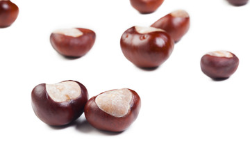chestnut on a white background