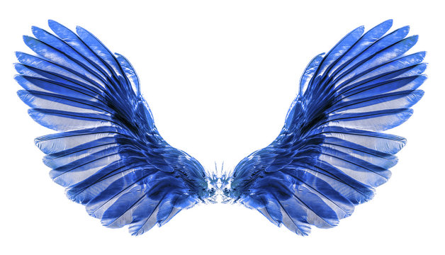 wing on black blackground